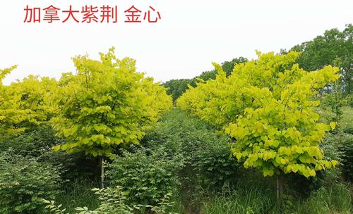 加拿大紫荆金心