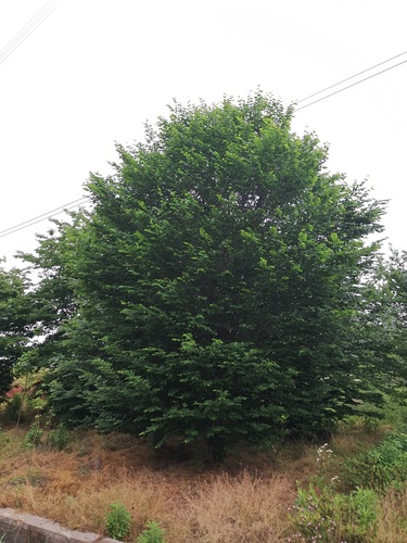 帚状"欧洲鹅耳枥carpinus betulus fastigiata 桦木科,鹅耳枥属.