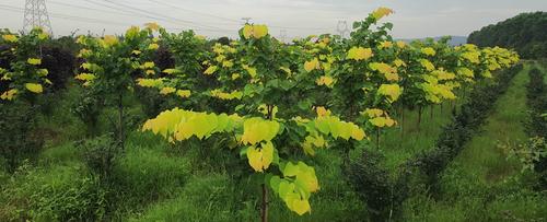 加拿大紫荆金心