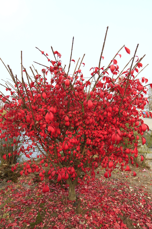 火焰卫矛蓬径50250cm城投彩叶